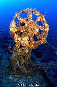 Soft corals on the wheel of The Imperial Eagle in Malta by Elaine White 
